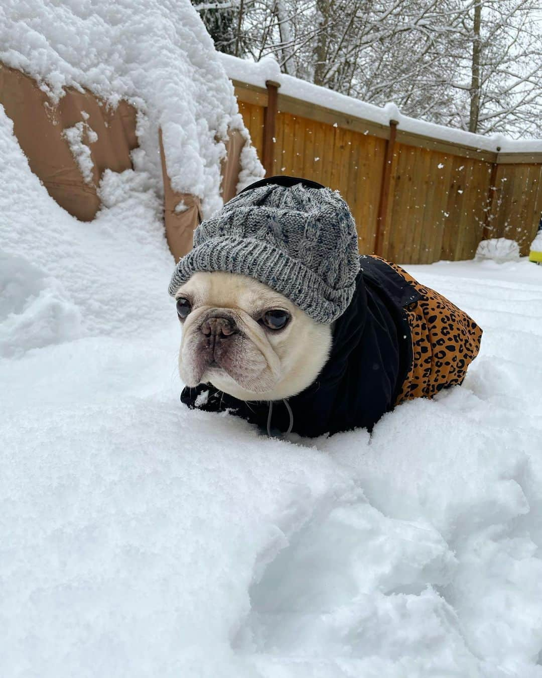 Sir Charles Barkleyのインスタグラム：「According to my body, we got about 6 inches of snow. #imsodone #howdoiwalkinthis」