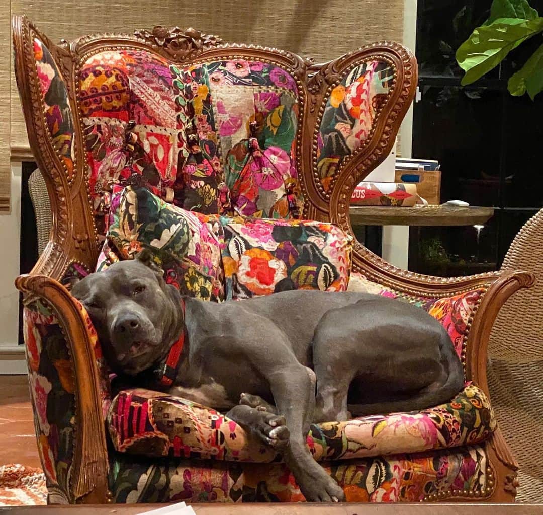レイン・ウィルソンのインスタグラム：「Diamond, The Queen of Versailles」