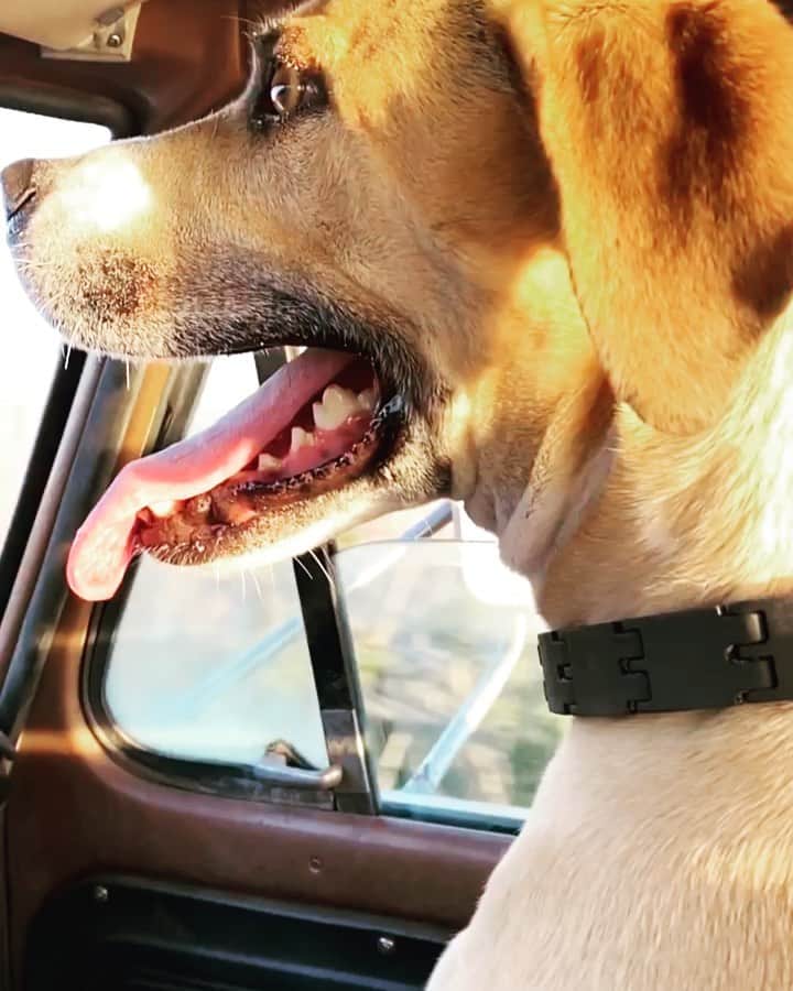 イグナシオ・セルキオのインスタグラム：「Happy Adoption Day to my partner in life Hero. And happy rebirthday to us both.  7 years young.  #adoptdontshop」