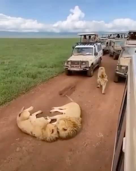 animalsのインスタグラム：「Beautiful moment in Tanzania 🦁💛 Video by: @visit__tanzania」