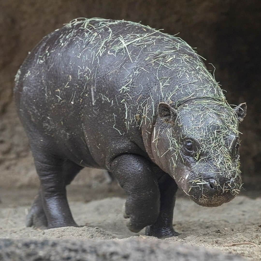 San Diego Zooさんのインスタグラム写真 - (San Diego ZooInstagram)「Hay... is for hippos! Pygmy hippos are less represented than their larger river hippo relatives. Little is known about this elusive, endangered species. #WorldHippoDay #HipHippoHoorHay #SanDiegoZoo」2月16日 3時40分 - sandiegozoo