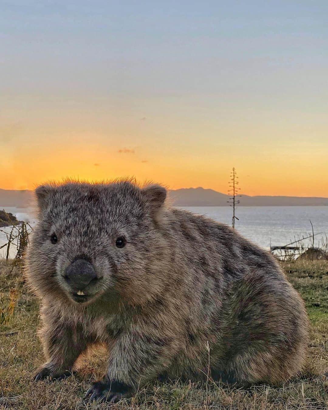 Australiaさんのインスタグラム写真 - (AustraliaInstagram)「Sure, we have nice sunsets and all... but can we please focus on how adorable I am! 🙃 @bonkycore captured this cutie striking a pose on @tasmania’s #MariaIsland, and despite his good looks we simply can’t keep our eyes off that glowing coastline! Situated in @eastcoasttasmania, this World Heritage-Listed National Park is no stranger to a stunning sunset, or a fluffy #wombat for that matter. If you’re planning a visit we suggest taking the #MariaIslandPledge, a vow to respect the unique wildlife on this beautiful island, ensuring that the furry and feathered Maria residents have a promising future. #seeaustralia #tasmania #discovertasmania #holidayherethisyear」2月16日 4時00分 - australia