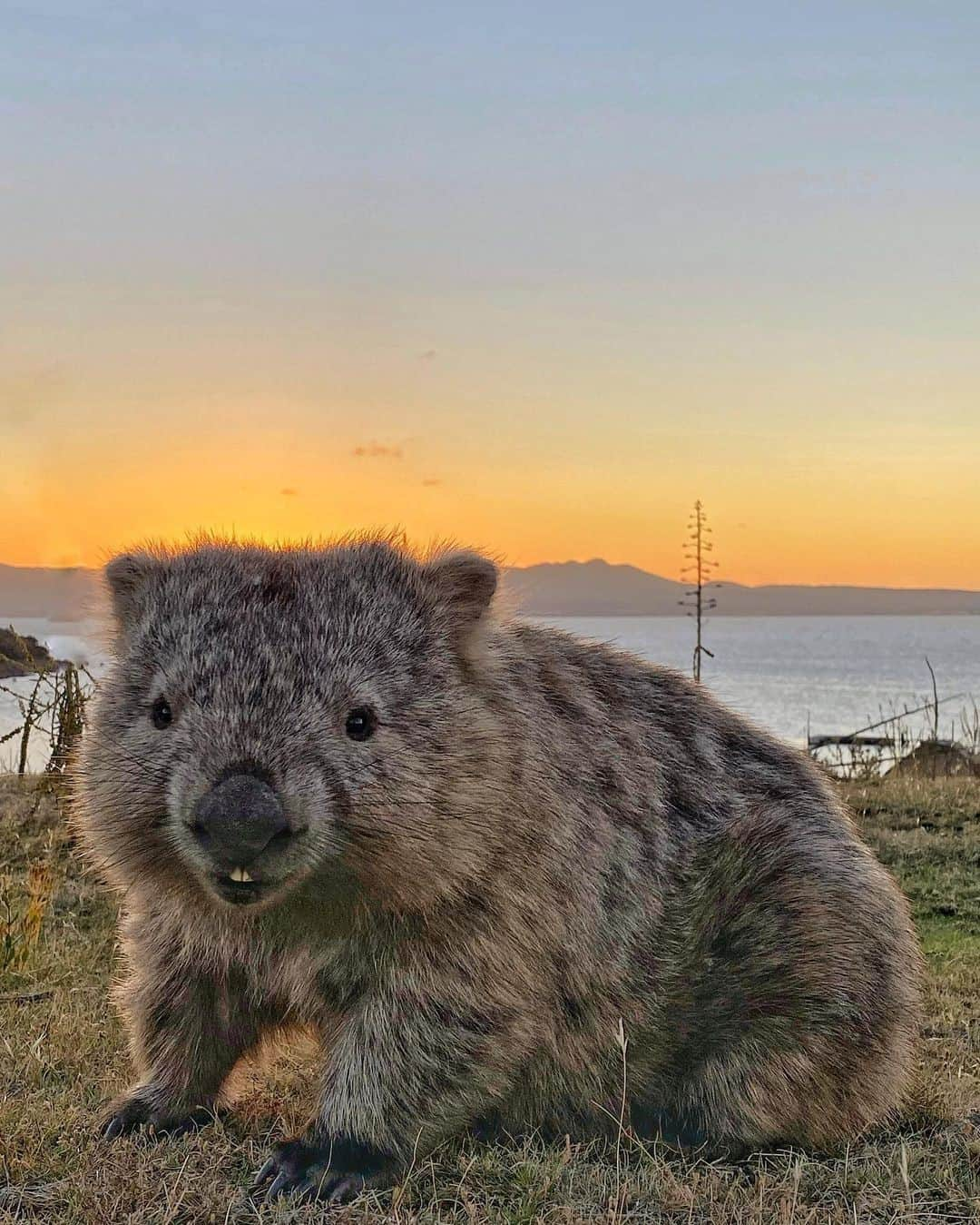 Australiaのインスタグラム