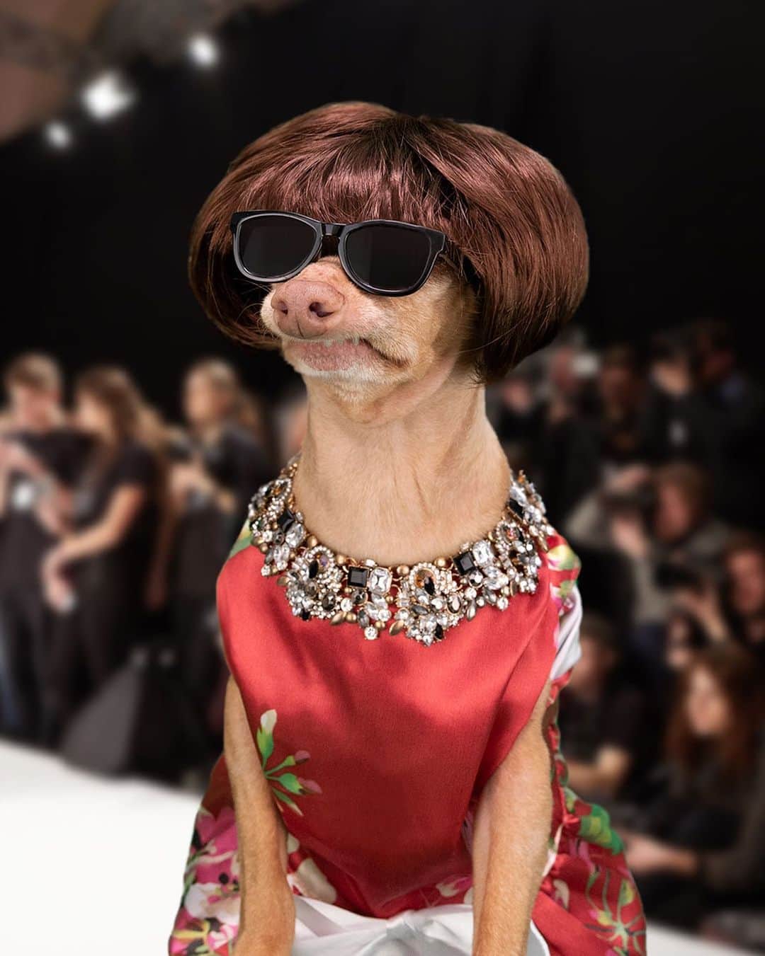 Tuna {breed:chiweenie} のインスタグラム：「Welcome to Day 1 of #NYFW21 and @amazonpets Fashion Week! Tuna will be your high-proﬁle Editor-in-Chief, giving you front row eyes and ears at all this week's can't-miss shows. #ad To get in on the fun, submit your pet’s best looks by tagging @amazonpets for a chance to be featured! Tuna certainly has an eye for fashion and he will be watching your submissions closely!」