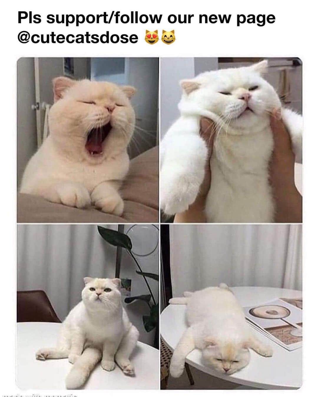 Cute Pets Dogs Catsのインスタグラム