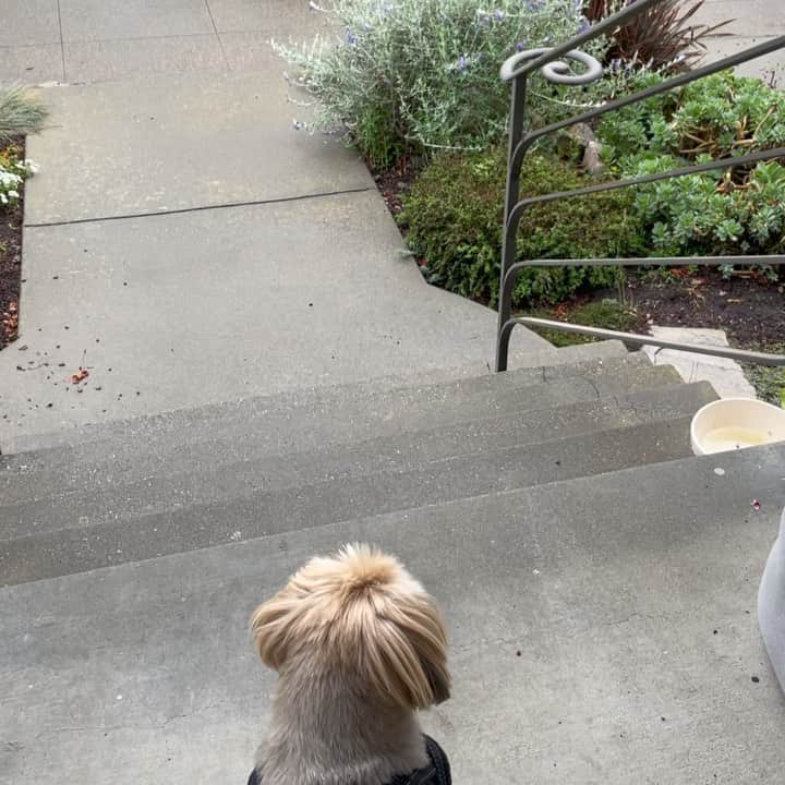 Dougie the Shih Tzuのインスタグラム：「Dog parade.」