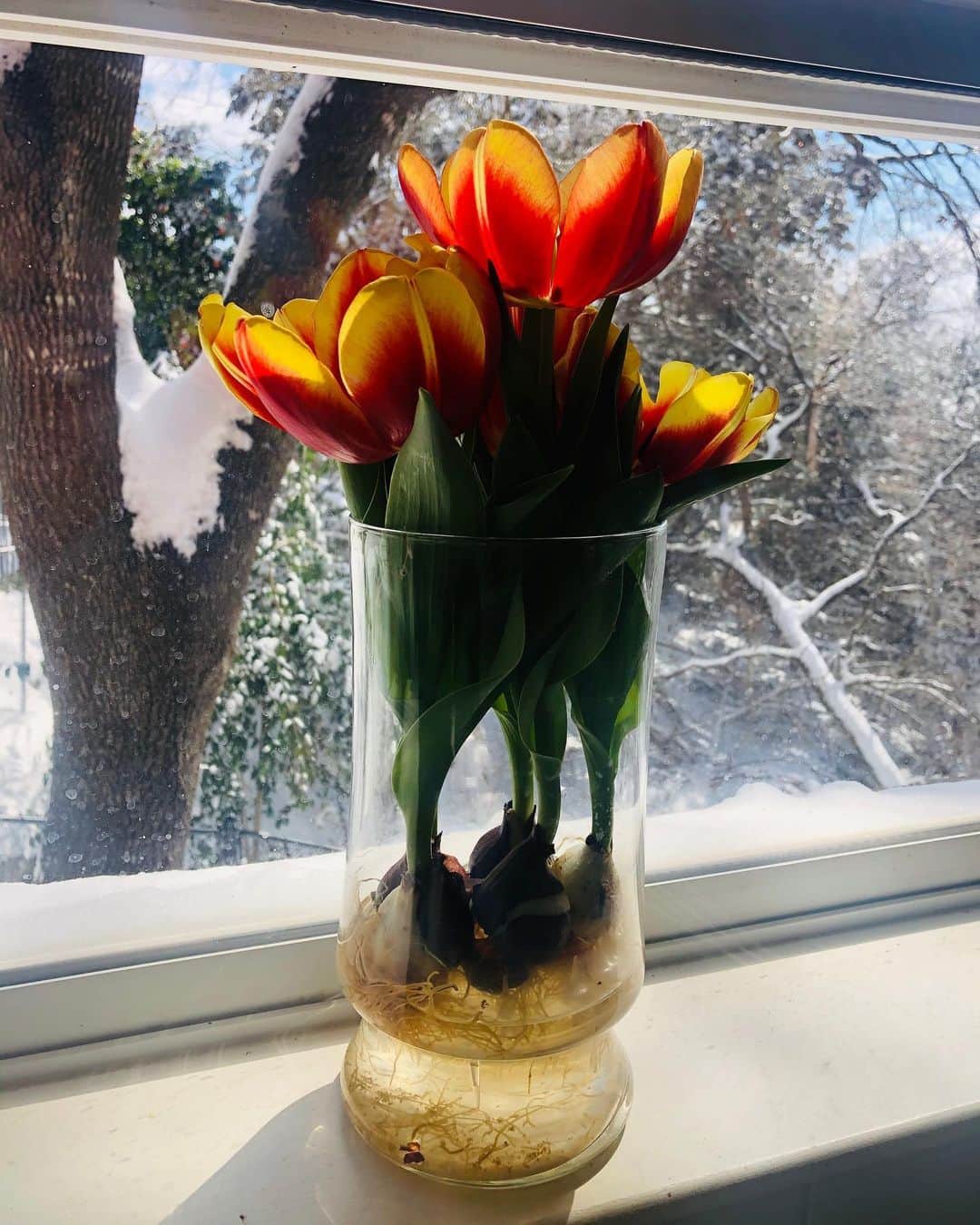 ダナイ・ガルシアさんのインスタグラム写真 - (ダナイ・ガルシアInstagram)「And just like that 🌷 Outside it’s freezing cold but inside my lovely tulips decided to show me that where there is love, there is life. #nature #magic 👑#queen  Also I caught a perfect moment of my pooch seeing the snow for the first time.. he is so confuse about where to do number 2 now. 🙄  #snow #snowday #love #pooch #danaygarcia #february #joaquin #lovethis #newchapter #funny #Queen #love #amor #community #comunidad #familia #comunicacion  Never forget the magic 👑🌷」2月16日 4時43分 - danaygarcia1