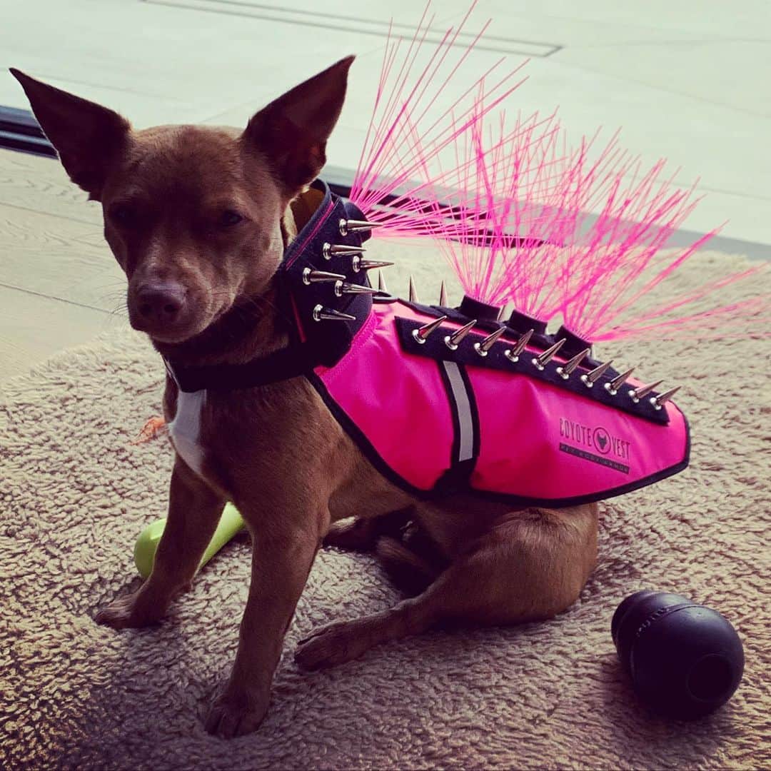 キャシー・グリフィンのインスタグラム：「Who knows what this is and why lil Maggie needs it?   #dogsofinstagram」
