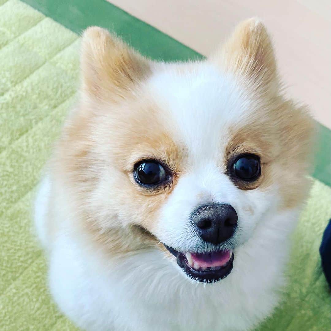匠ひびきのインスタグラム：「今日は大学病院の定期検診🏥に行ってきました。  新薬を飲んで1年と2ヶ月。 うーん🧐私には合わなかった🤣 ってな訳で、まずは、半分に減らす事に👍👍  今まで飲んでるトラマール錠は、そのまま減らす事なく飲む。  1枚目 おかえり〜💕待ってたでつよ😘😘  2枚目 どうだったでつか？ 痛いの治るでつか？  3枚目 やっぱりお薬、合わなかったでつか〜😓 モモも、そうおもってたでつよ🤣  4枚目 新薬、半錠にへったでつか？ 良かったでつね😘 もう、大丈夫でつね😊  モモちゃんが、1番知ってるもんね。 聞き上手で可愛い❤️ 親バカですみません。  痛い〜って言うの、モモは、何万回も聞いてるからね。  お薬飲んでからとか、お薬飲むね。って言うのも、何万回聞いてるだろうね。 心配かけてごめんね🙏🙇‍♀️ モモちゃんの表情で、すっごくわかるわーーー😓 許してね。」