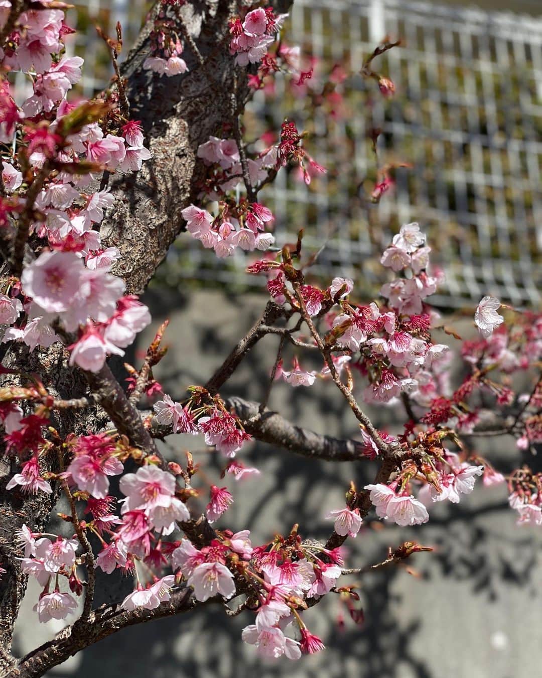 小川麻琴さんのインスタグラム写真 - (小川麻琴Instagram)「まだ2月なのに とっても綺麗な桜に出逢いました🌸✨  なんだか得した気分🥺  #日本の景色  #美しい  #桜 #一足先に  #春を感じる」2月16日 14時13分 - 1029_makoto