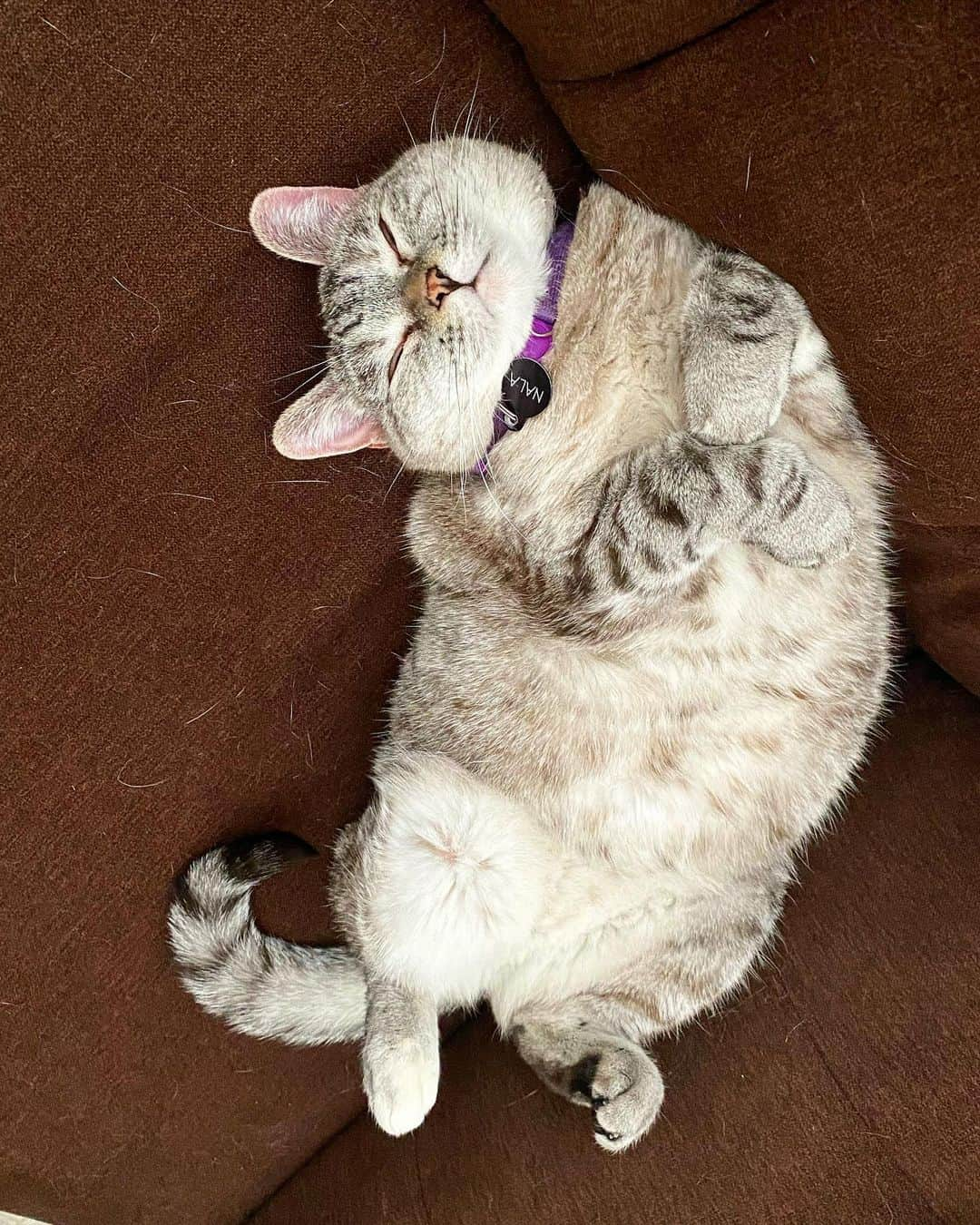 nala_catさんのインスタグラム写真 - (nala_catInstagram)「Me all day everyday 😂 Do you wanna join me?」2月16日 14時20分 - nala_cat