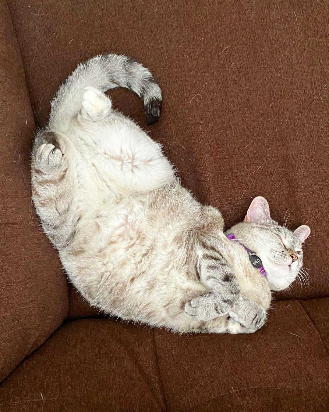 nala_catさんのインスタグラム写真 - (nala_catInstagram)「Me all day everyday 😂 Do you wanna join me?」2月16日 14時20分 - nala_cat