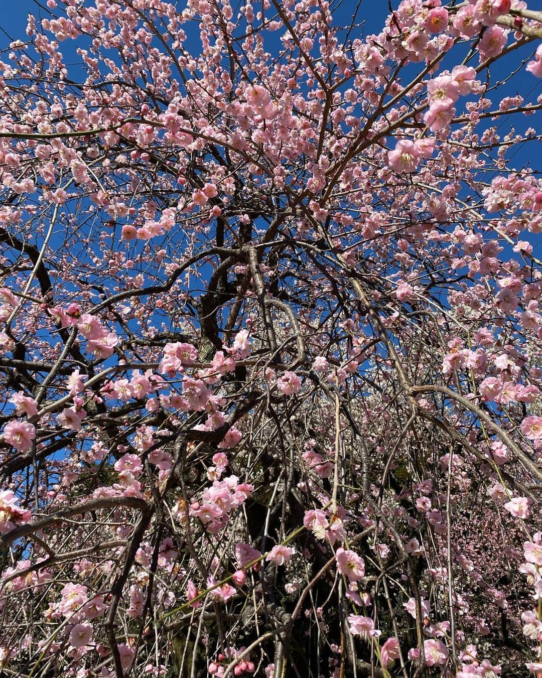 早坂香須子さんのインスタグラム写真 - (早坂香須子Instagram)「朝のお散歩  枝垂れ桜の木の下から空を見上げてみたら、お花が降ってくるようでした。  梅もメジロも可愛かったな。  ダンちゃんと桜撮ろうとしたけど、興味無し。笑  春が来ましたね🌸🌸🐥」2月16日 14時21分 - kazukovalentine