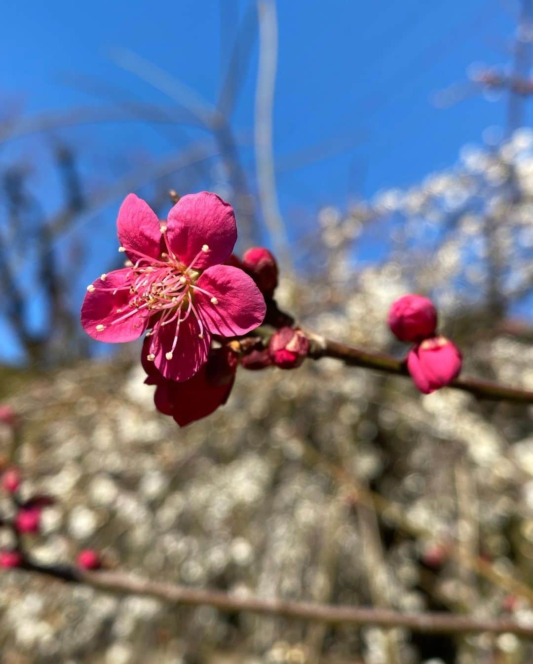 早坂香須子さんのインスタグラム写真 - (早坂香須子Instagram)「朝のお散歩  枝垂れ桜の木の下から空を見上げてみたら、お花が降ってくるようでした。  梅もメジロも可愛かったな。  ダンちゃんと桜撮ろうとしたけど、興味無し。笑  春が来ましたね🌸🌸🐥」2月16日 14時21分 - kazukovalentine