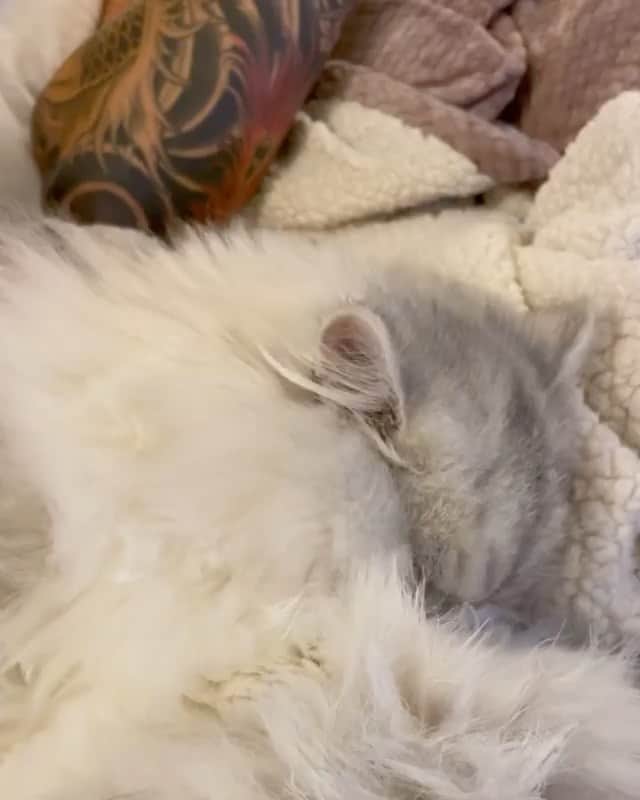 The Cats Of Instagramのインスタグラム：「#Repost • @tacotarotofu The daily struggles of floofball... 🤣👅 #tacotarotofu」