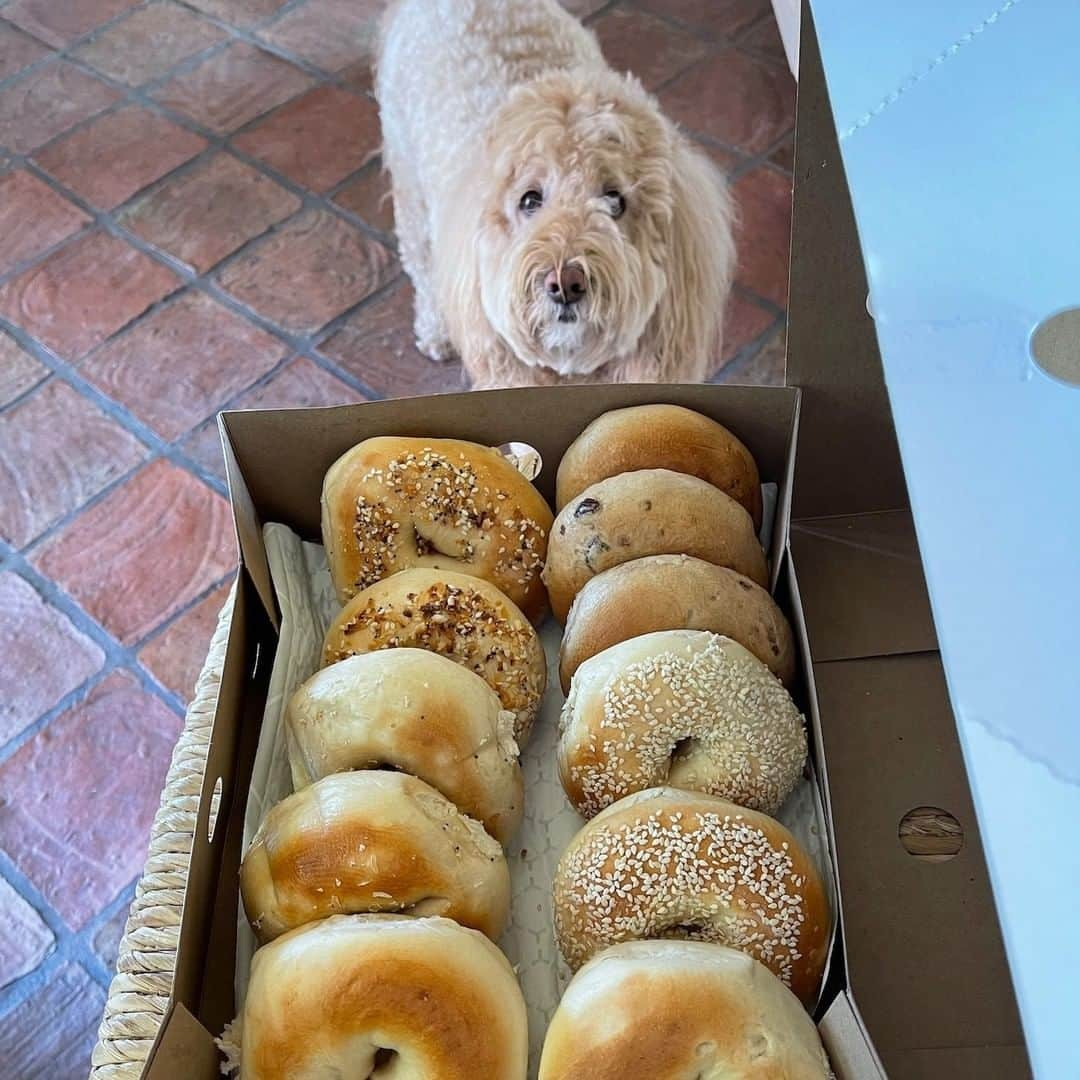 ケニー・オルテガさんのインスタグラム写真 - (ケニー・オルテガInstagram)「I’ll have the everything bagel please. . . #willie #goldendoodle #unconditionallove #bestfriend #kishes ❌⭕️」2月16日 14時51分 - kennyortegablog