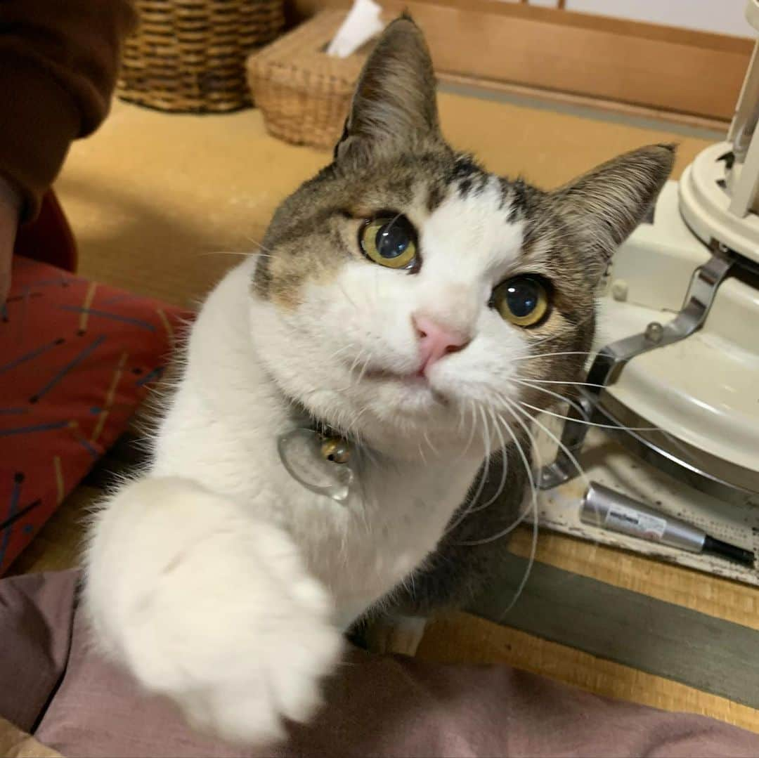 やふさんのインスタグラム写真 - (やふInstagram)「猫じゃらしで遊ぶ顔がかわいすぎて、じゃらし動かすことに集中できない…！ . #cat #neko #catlovers #catsofinstagram #catstagram #instacat #猫 #ねこ #ネコ #保護猫 #のま #のまらー #被災猫」2月16日 14時58分 - kyafy