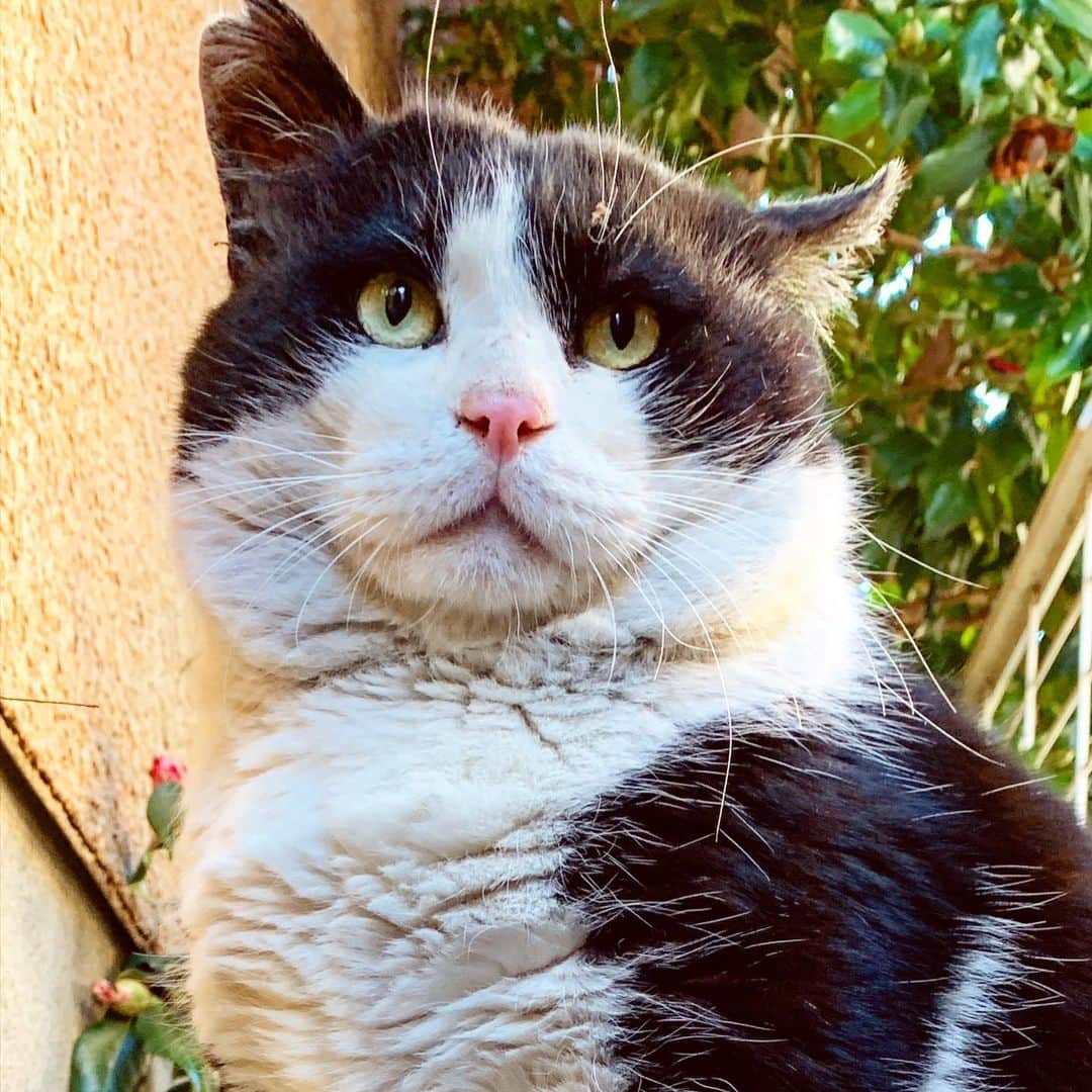 Kachimo Yoshimatsuのインスタグラム：「ぷくぷくしとる。 #うちの猫ら #ikasumi #猫 #ねこ #cat #ネコ #catstagram #ネコ部 http://kachimo.exblog.jp」