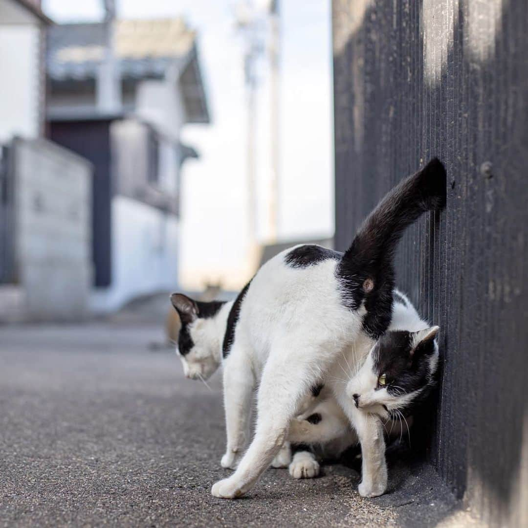 8282さんのインスタグラム写真 - (8282Instagram)「回り込む※ ・ ・ ・ #僕らの居場所は言わにゃいで  #カワイイだけが猫じゃない #cat#animal#ilovecat#gato #ねこ#猫#ふわもこ部 #にゃんすたぐらむ #catsofinstagram#東京カメラ部 #IGersJP#nekoclub#NEKOくらぶ #catlover#catloversclub #写真撮ってる人と繋がりたい ・ ☆非演出のススメ☆」2月16日 15時26分 - haniyan0821