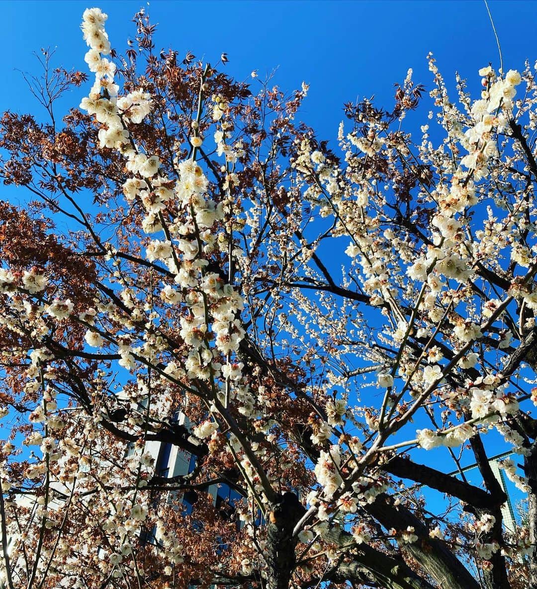 原田佳奈さんのインスタグラム写真 - (原田佳奈Instagram)「・ ・  春の予感。  #ぽかぽか陽気」2月16日 15時35分 - kanaharada1211