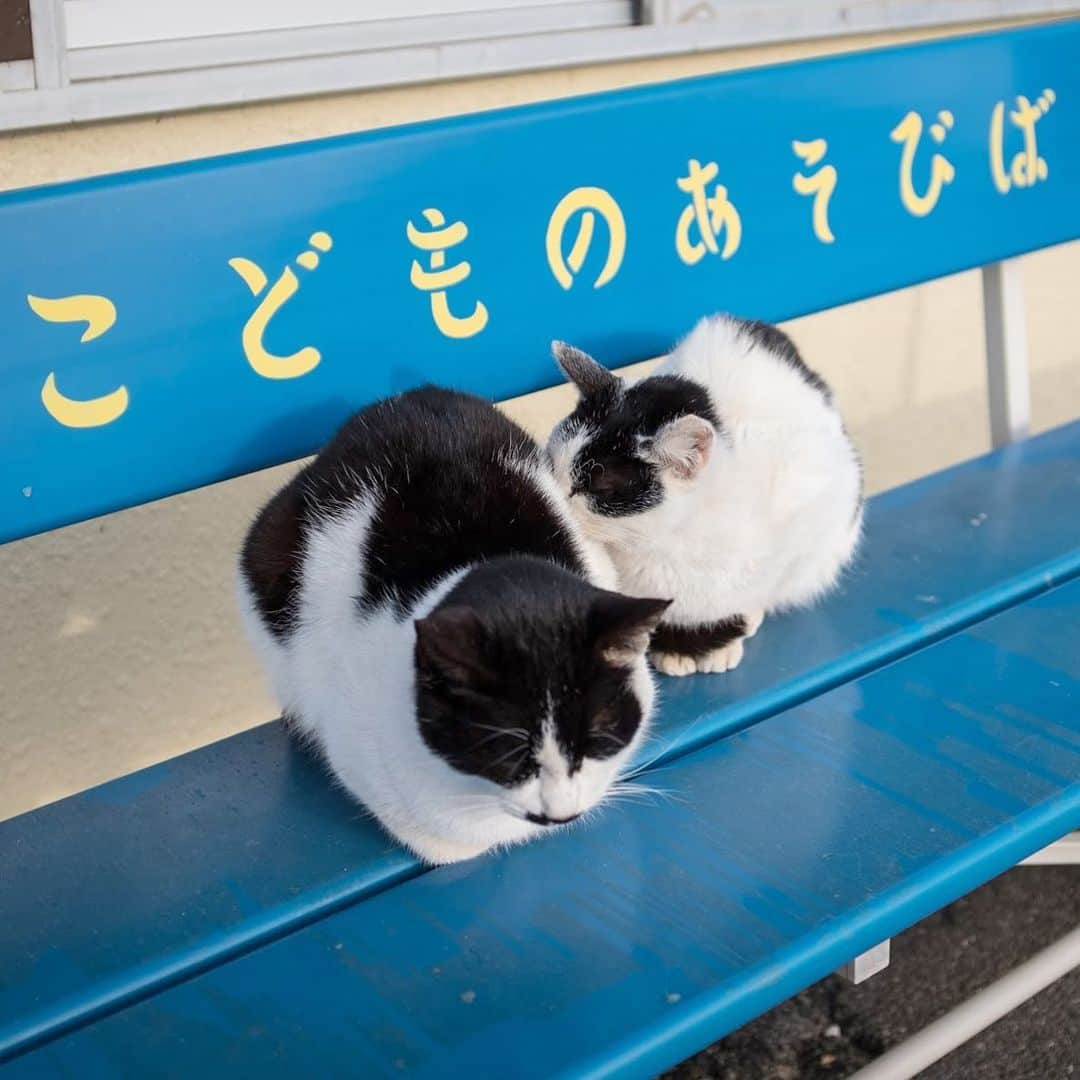 8282さんのインスタグラム写真 - (8282Instagram)「猫吸いねこ ・ ・ ・ #僕らの居場所は言わにゃいで  #カワイイだけが猫じゃない #cat#animal#ilovecat#gato #ねこ#猫#ふわもこ部 #にゃんすたぐらむ #catsofinstagram#東京カメラ部 #IGersJP#nekoclub#NEKOくらぶ #catlover#catloversclub #写真撮ってる人と繋がりたい ・ ☆非演出のススメ☆」2月16日 15時28分 - haniyan0821