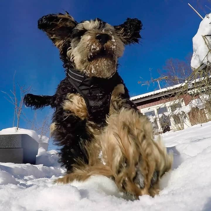 FluffyPackのインスタグラム：「Beat Monday...like a Bandit!👊💥😎 . #instagram #weeklyfluff #9gag #gopro #animals #funny #dogs #omg #tiktok #bandit #cockerpoo #love」