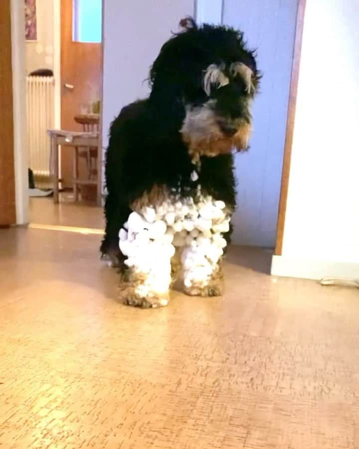 Paw Heartのインスタグラム：「😂 @fluffypack  . . #funny #animals #fluffypack #9gag #dogs #crazy #doodles #winter #fun #loveanimals」