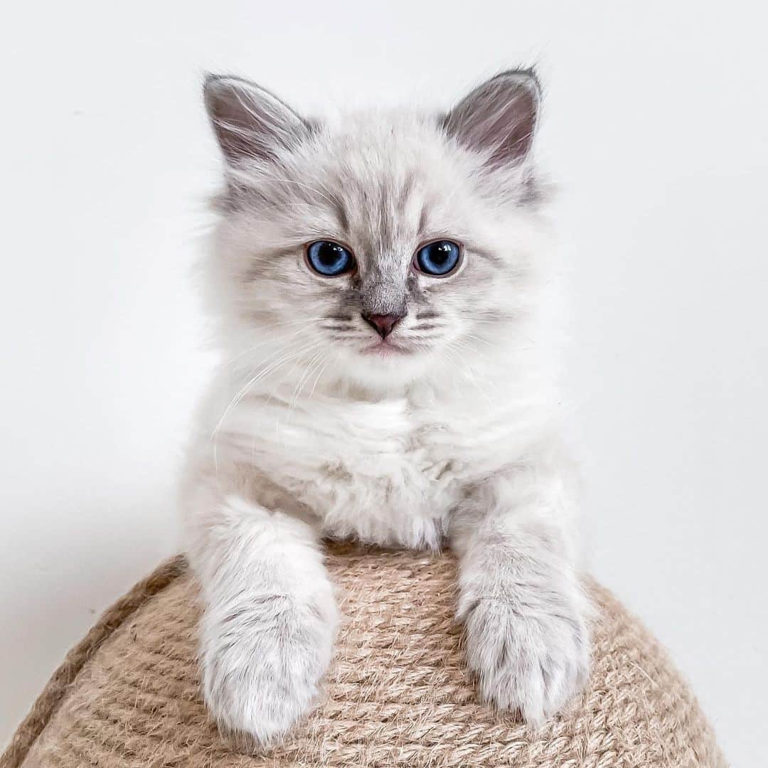 のインスタグラム：「Play with me. Now 😾⠀ ⠀ 📷@ruskicat⠀ ⠀ #meowed #ruskicat #disgruntledkitty #kitten #noticeme #givemeattention #siberiancat」