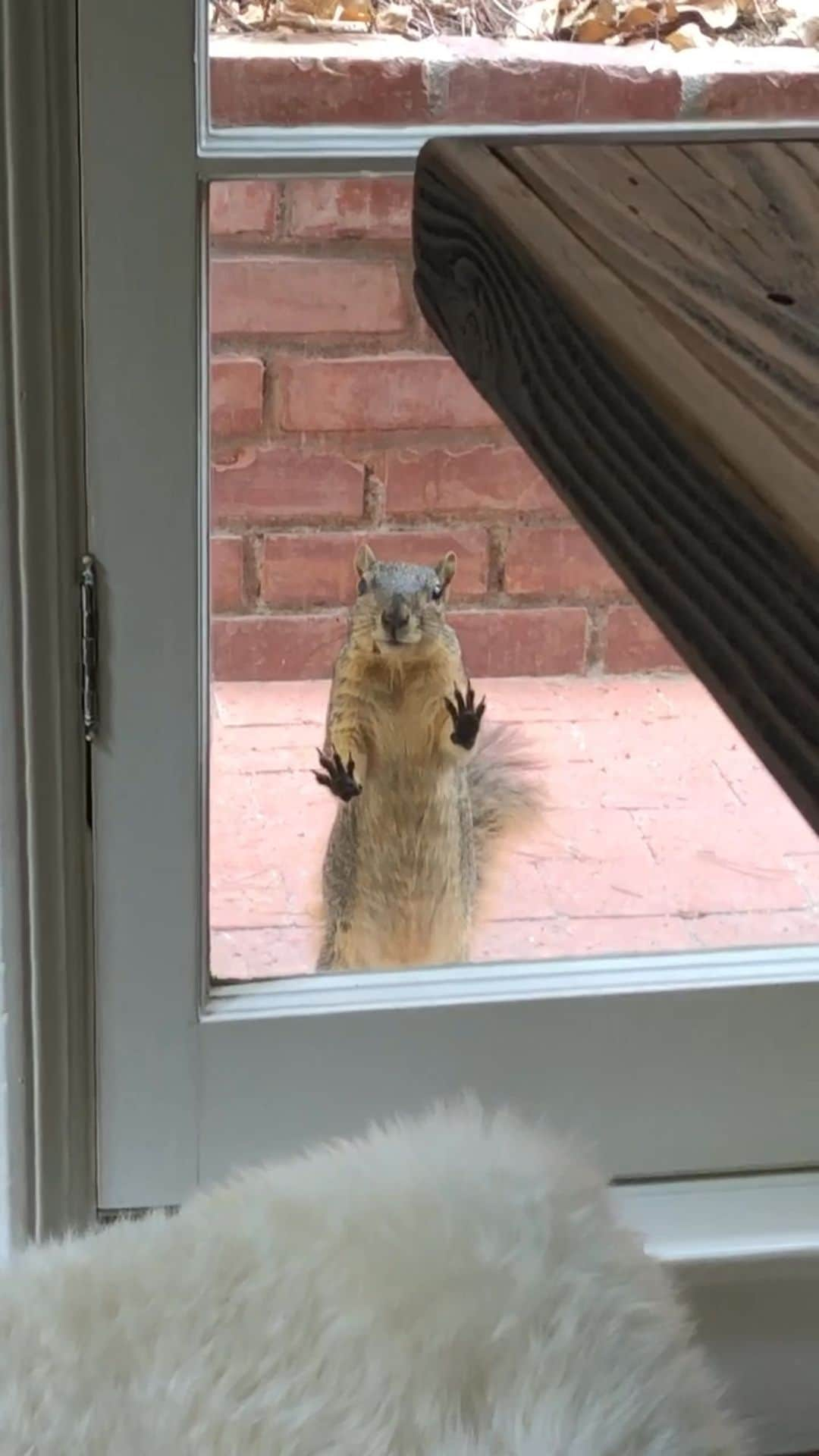 レイチェル・スカーステンのインスタグラム：「I miss my squirrels. Joe, Marcel, Sam and the 97 other neighborhood squirrels they told about the free nuts I was handing out. Animals, of all shapes and sizes, really are the most wonderful. 🐿」