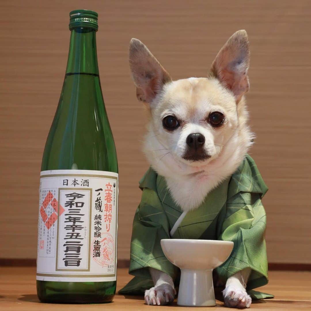 のインスタグラム：「美味しそうな日本酒が頂いた😊 東北の皆様、余震が続いて落ち着かない日々をお過ごしかとおもいます。早く落ち着くことを心からお祈りします #dog#dogstagram#instadog#chihuahua#barkbox#mydogiscutest#buzzfeed#dog_features#fluffypack#barkpack#dogsofinstaworld#dogsofinstagram#犬#チワワ#手作り#handmade#着物#fashion#紋次郎一家#チーム茶#ふわもこ部#igersjp#peco犬部#dogsofinstagram#dogfashion」