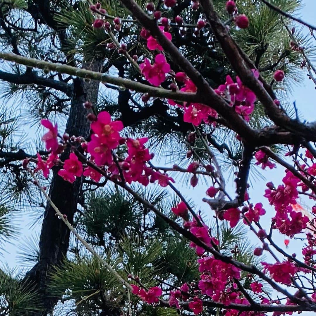 水木一郎さんのインスタグラム写真 - (水木一郎Instagram)「昨日見かけた白梅と紅梅と桜。春の兆しを感じます。 #白梅  #紅梅 #河津桜かも  #春の兆し  #水木一郎」2月16日 7時16分 - ichiromizuki