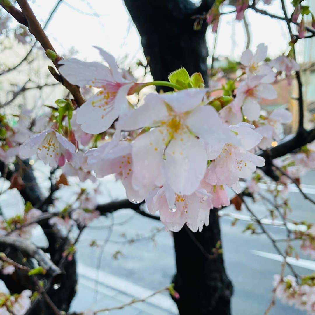 水木一郎さんのインスタグラム写真 - (水木一郎Instagram)「昨日見かけた白梅と紅梅と桜。春の兆しを感じます。 #白梅  #紅梅 #河津桜かも  #春の兆し  #水木一郎」2月16日 7時16分 - ichiromizuki