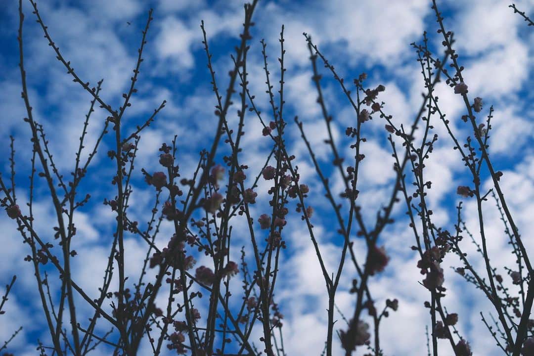 Yuichi Nataのインスタグラム：「・ ・ 梅。 庭のさくらんぼも今年も大丈夫そう。 あと、桃の花が楽しみだ。 ・ ・ #こんな毎日をありがとう」