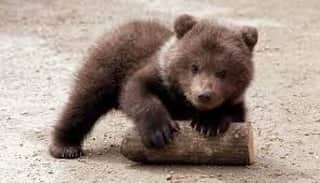 のインスタグラム：「I can 'bearly' handle how cute this is! ☺️」