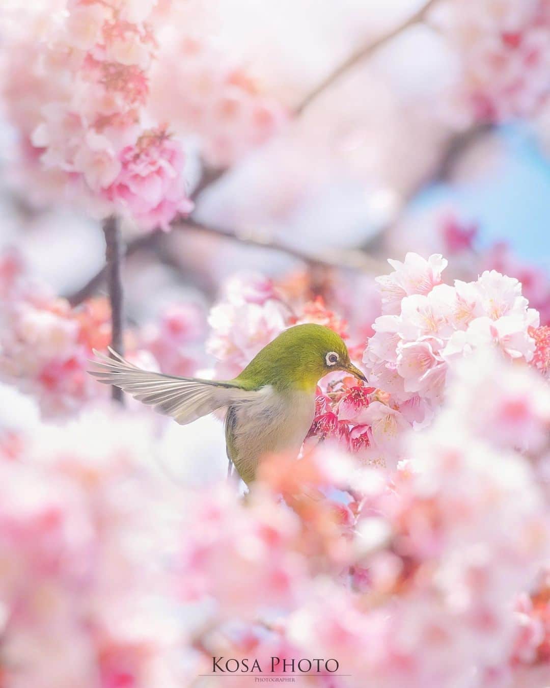 コサさんのインスタグラム写真 - (コサInstagram)「春色に包まれて  桜に包まれるイメージで狙ってたら翼まで広げてくれた😆 メジロさん🚀ありがとう🌸 . Location:和歌山 Wakayama / Japan🇯🇵 Date:2021年2月 . #メジロ #桜 #乗り越えようnippon #ニコン #写真は私の原動力 #arrowsあなたが夢中な世界 #Japan_Daytime_View #picture_to_keep #sorakataphoto #YourShotPhotographer #tokyocameraclub #team_jp_ #photo_jpn #ptk_japan #bestjapanpics #Lovers_Nippon #light_nikon #IGersJP #special_spot_legend #LBJ_Legend #広がり同盟メンバー #nipponpic_member #japan_of_insta #bestphoto_japan #Rox_Captures #1x_japan #japan_bestpic_ #colore_de_saison #ap_japan_ #jgrv_member」2月16日 7時37分 - kosa_photo