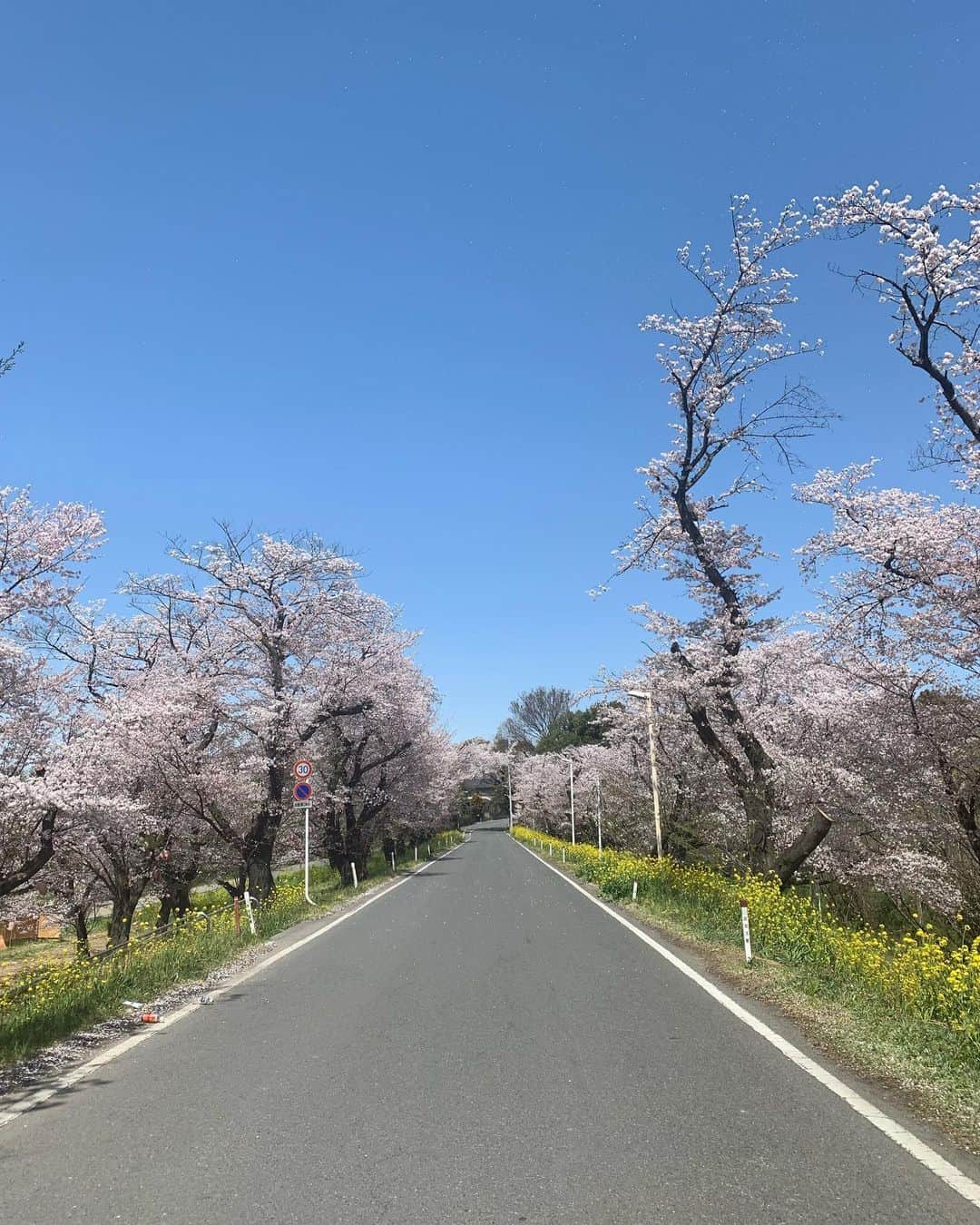 春日萌花さんのインスタグラム写真 - (春日萌花Instagram)「さくらの街🌸埼玉・北本市 国の天然記念物であり、日本五大桜の一つ #石戸蒲ザクラ がとても有名なのですが…  #城ヶ谷堤 もおすすめです✨ 桜と菜の花を一緒に楽しめるのです🙌🏻  そしてこのまっすぐな道！ (車に十分注意しながら撮影しました📷) 桜堤通り、と言います🏞  鳥や虫たちがありのままに暮らしている #北本自然観察公園 も近くにあります🌿  今日もあなたが 穏やかな気持ちで過ごせますように💐  #写真で旅行気分 #お花が好き #埼玉観光」2月16日 7時46分 - moekaharuhi