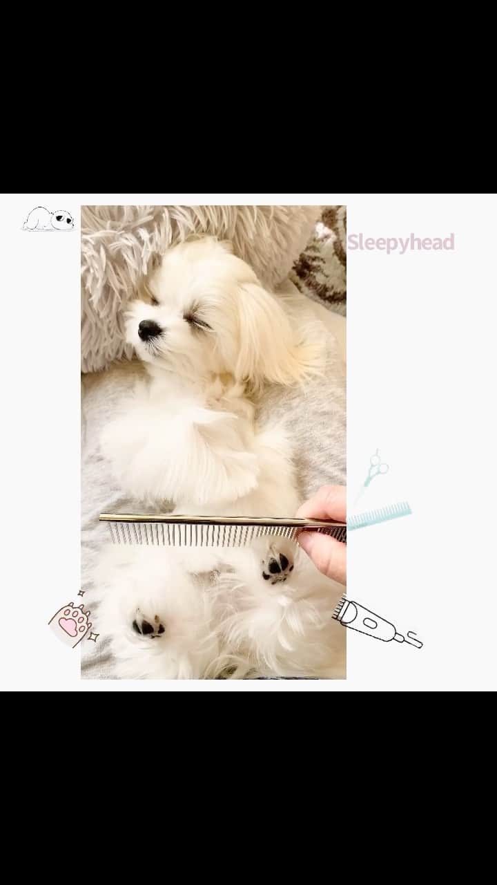 Kodie Bearのインスタグラム：「🎀💭I prefer to take a nap 😴 while mamarazzi is doing the trimmings✂️❤️」