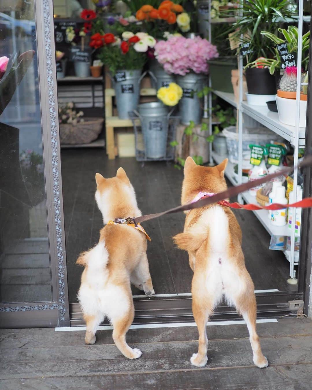 豆柴にこちゃんさんのインスタグラム写真 - (豆柴にこちゃんInstagram)「🐶 おはよー 「すみません、お花くださーい」  お花屋さんにきたにこたま。 ママはミモザを購入。  みっちゃんママも買ってたよ😊  ここのお店にはワンコがいて お店の人も犬好きで にこたまのことも顔を覚えて かわいがってくれてます💐  #柴犬#豆柴#pecoいぬ部#犬#shibastagram#petstagram#犬#犬のいる暮らし#shibainu#dog#mameshiba#pecotv#いぬのきもち部#しばいぬ#しばけん#こいぬ#シバイヌ#狗#ペット#子犬#puppy#pet#시바견#강아지#개#instacute#barked#9gag#9gagpets」2月16日 8時10分 - nikochan.mame48