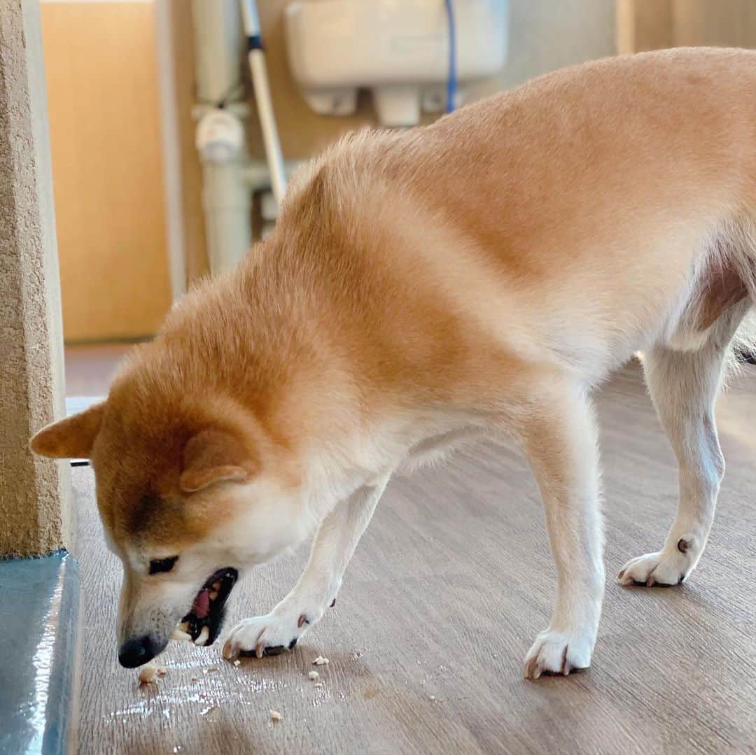 柴犬Mamesuke・Korosuke??大阪さんのインスタグラム写真 - (柴犬Mamesuke・Korosuke??大阪Instagram)「🐱🐻👶🏻 🐾----*----*----*----*🐾 ウマウマ〜♡ ． 昨日の夜、甥っ子家から豆コロ帰ってきました😊✨ 豆コロが居るだけで、一瞬にして我が家は賑やかになります🥰 #骨食べる時は室内禁止 #床がベタベタ 🐾----*----*----*----*🐾 #MameKoro #豆コロ #柴犬と赤ちゃん #犬と赤ちゃん  #乳児 #チャリちゃん見守り隊 #子守犬 #豆柴 #柴犬 #赤柴 #豆介 #コロ介 #shibagram #shibastagram #shibainu #shiba #🐕📷」2月16日 8時03分 - mame_suke_i