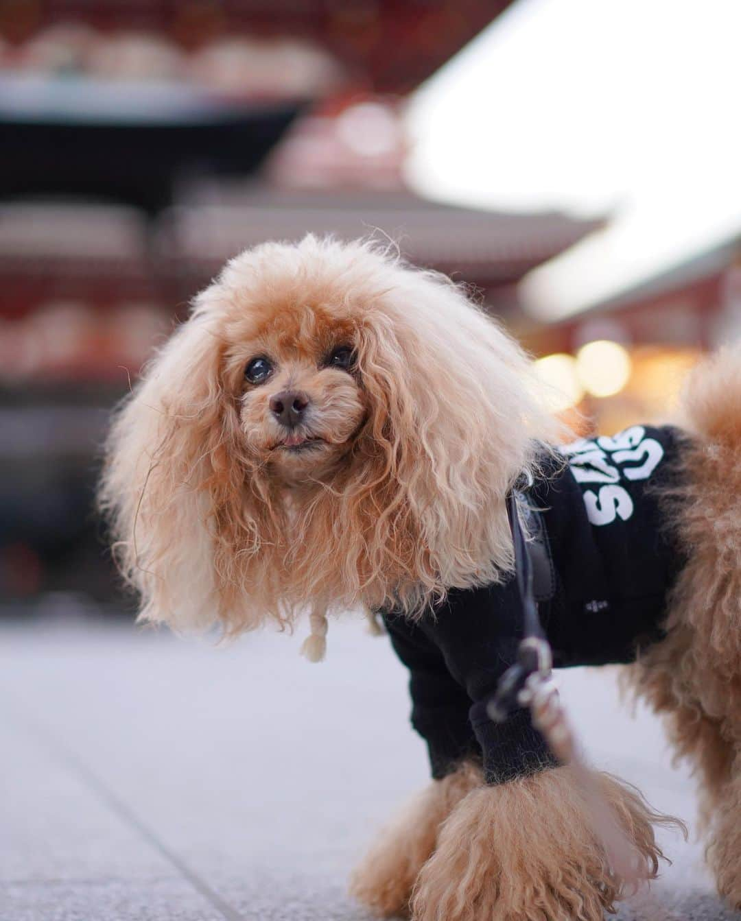 Toypoodle Mikuru?Asakusa Tokyoさんのインスタグラム写真 - (Toypoodle Mikuru?Asakusa TokyoInstagram)「20210216 Tuesday. Good morning! Friends 💓 Last day of 13 years old🥺  昨日の雨が嘘のような快晴☀️ 今日も元気に朝活肉活😆😆😆  ❶ ペコママ❣️ オニク〜🍗 ❷ もっと食べれるよ ❸ センターは譲らない💪🏻 肉活動画 ❹ 用もないのに呼ばないで動画  既に火曜日ですが、 今週もよろしくお願いします💕  #朝活 #肉活 #浅草寺 #センターは譲らない」2月16日 8時12分 - purapura299