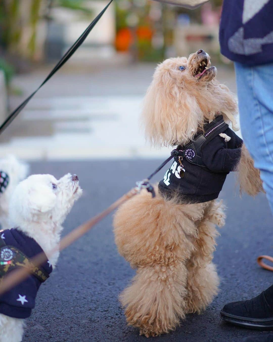 Toypoodle Mikuru?Asakusa Tokyoのインスタグラム