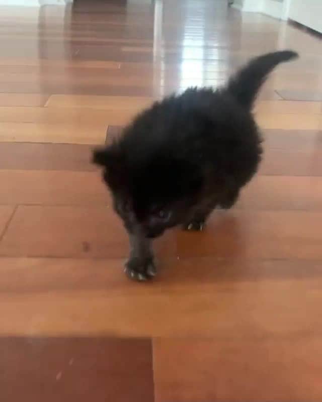 Cats of Instagramのインスタグラム：「From @windycityfosters: "Aloe is really gettin’ this whole “walking” thing down!" #catsofinstagram」