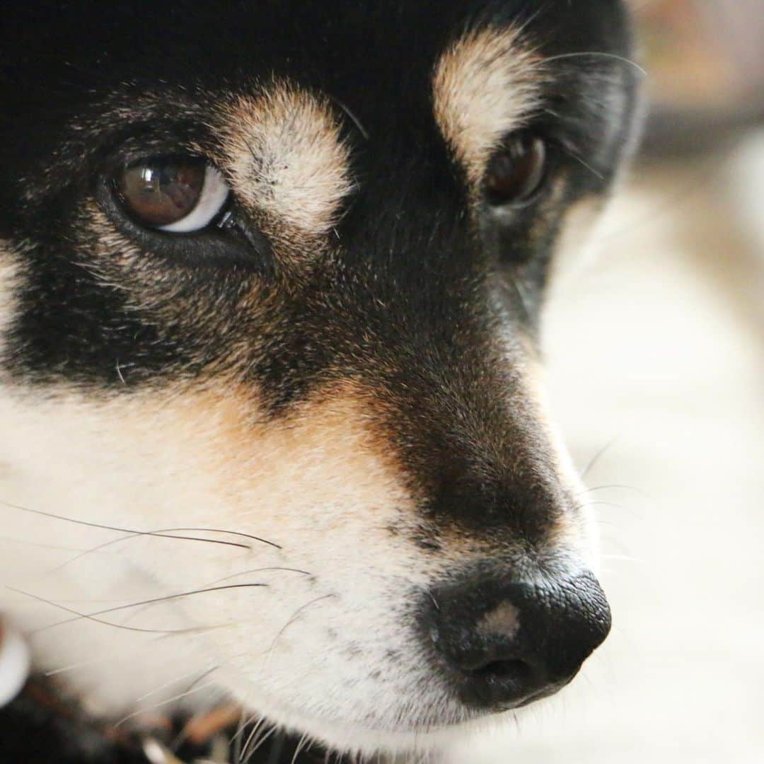 vo_coのインスタグラム：「🐾 こたちゃんのお鼻の黒トリュフ ちょっと前から色が抜けてる箇所が気になってたんだけどいつからなんだろう？と思って写真を遡ってみた  ①現在2021.2月 ②2020.3月 ③2019.11月 ④2019.5月 ⑤2018.12月 ⑥2018.1月  3年前は真っ黒だったのがポツンと白斑が出来て徐々に大きくなってるなぁ 怪我をして大きな手術をした時期（2018.10-2019.02くらい）に進行した気もする… 調べてみたけど病気っていうよりは加齢かなぁ 同じような症状有るワンいますかね…？ ＊ #shibastagram #instashiba #shiba #shibainu #黒柴 #柴犬」