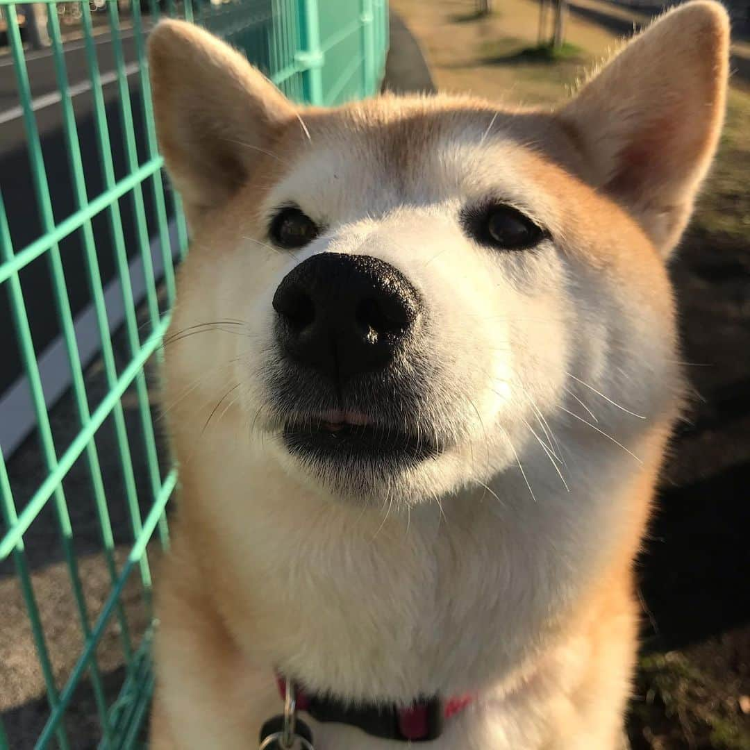 柴犬のモモさんのインスタグラム写真 - (柴犬のモモInstagram)「おはようございます モモさんは　今日もとっても　美人さん #いぬ #イヌ #犬 #柴犬 #赤柴 #日本犬 #犬バカ部 #ふわもこ部 #いぬら部 #癒しわんこ #柴犬マニア #犬のいる暮らし #口角キュキュッと部 #shiba #shibainu #shibadog #dogstagram #dogsofinstagram #shibastagram #shibasofinstagram #shibamania #inu #instadog #toyota_dog」2月16日 8時30分 - shi_ba_i_nu_momo