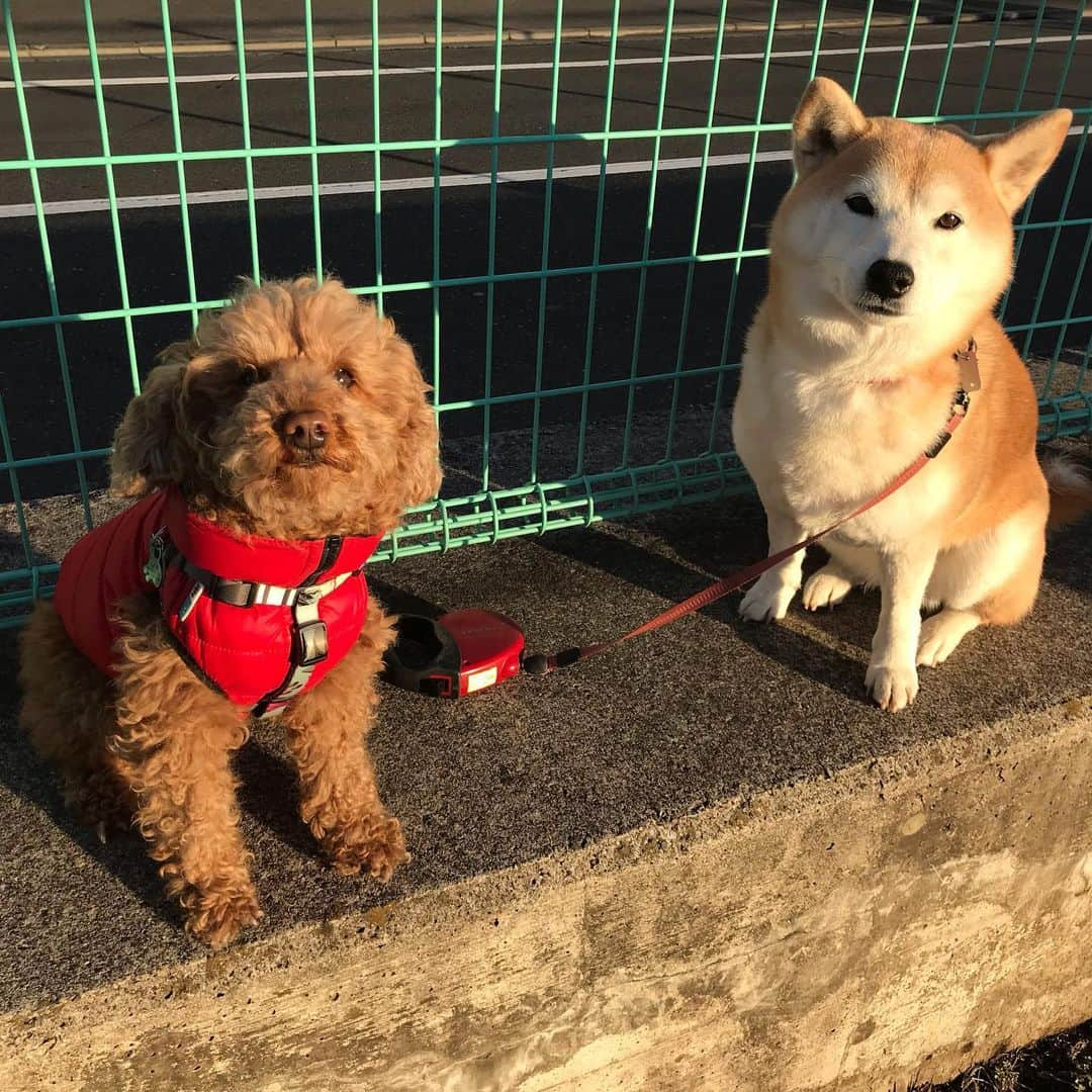 柴犬のモモさんのインスタグラム写真 - (柴犬のモモInstagram)「おはようございます モモさんは　今日もとっても　美人さん #いぬ #イヌ #犬 #柴犬 #赤柴 #日本犬 #犬バカ部 #ふわもこ部 #いぬら部 #癒しわんこ #柴犬マニア #犬のいる暮らし #口角キュキュッと部 #shiba #shibainu #shibadog #dogstagram #dogsofinstagram #shibastagram #shibasofinstagram #shibamania #inu #instadog #toyota_dog」2月16日 8時30分 - shi_ba_i_nu_momo