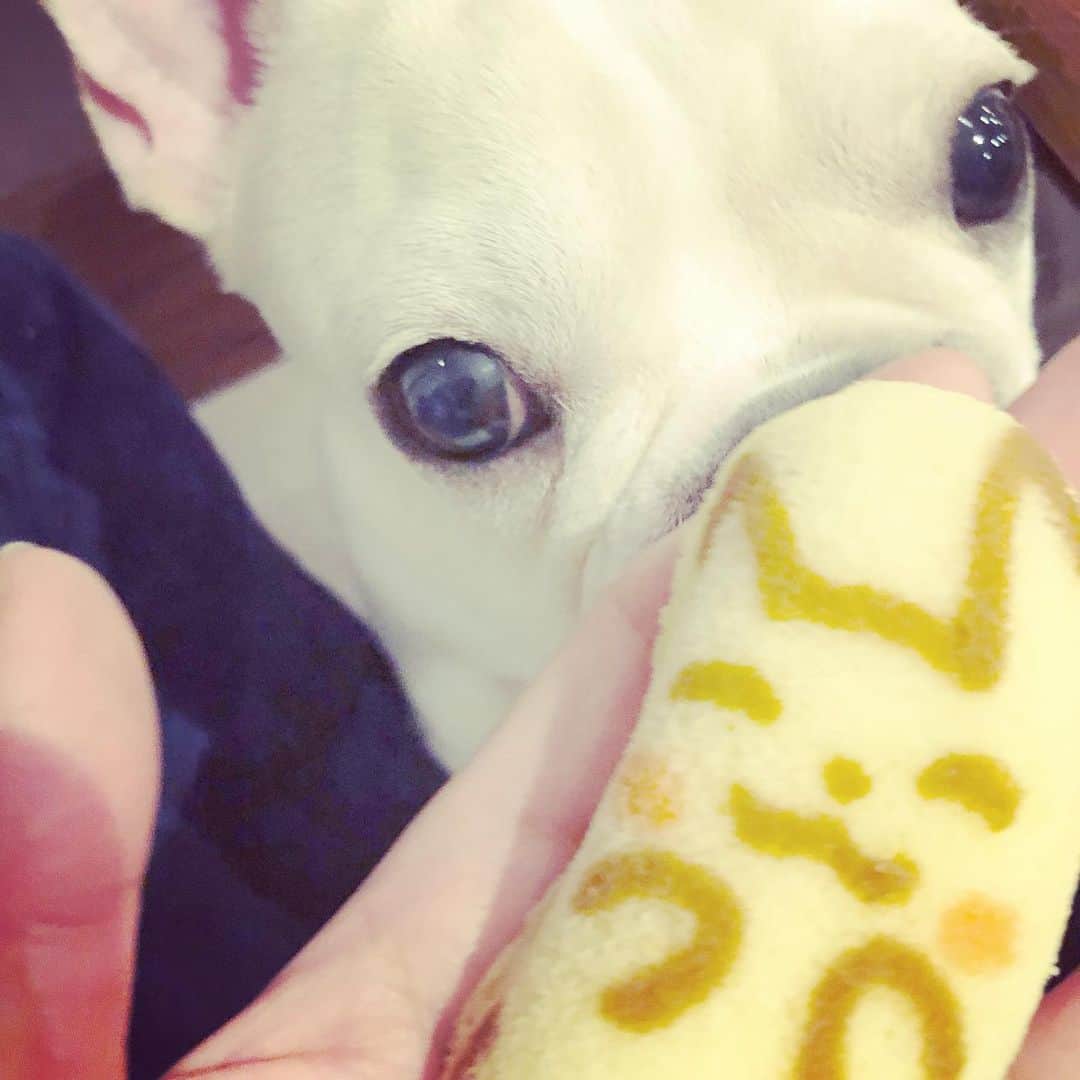 藤田朋子さんのインスタグラム写真 - (藤田朋子Instagram)「#ルパン #ごめん #やはり #君にはあげられない  #東京バナナ #ポケモン #pokemon  #tokyobanna  #frenchbulldog」2月16日 8時51分 - chiendormant