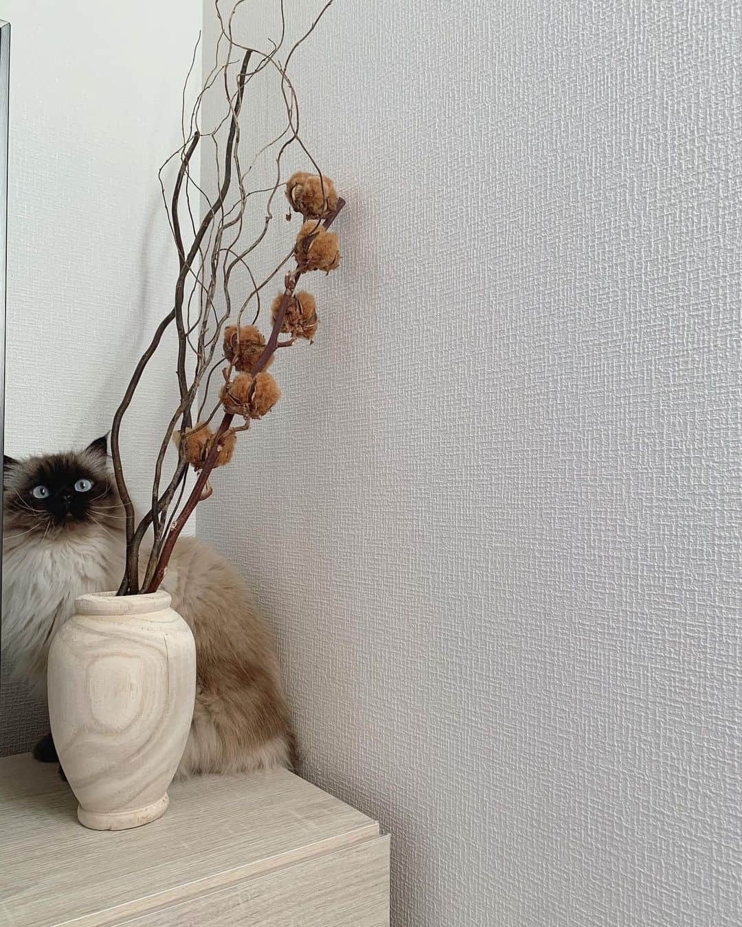 plumeのインスタグラム