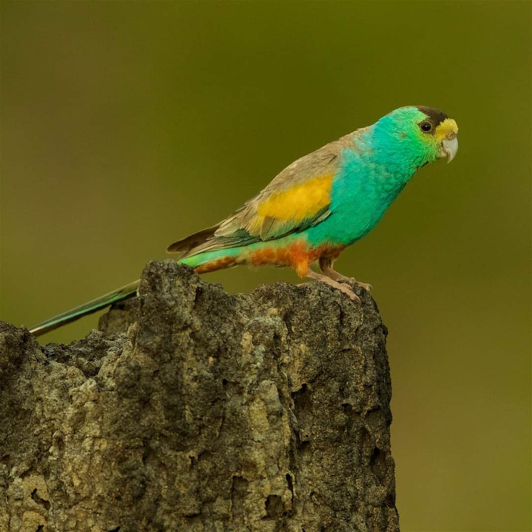 Tim Lamanさんのインスタグラム写真 - (Tim LamanInstagram)「Photos and video by @TimLaman.  A Golden-shouldered Parrot comes in for a landing at its nest opening in the side of a termite mound in Australia.  This is one of the rare and endangered species that I photographed during an expedition some years back up Queensland’s Cape York Peninsula.  Swipe to see the bird on top of a termite mound, and a wider shot where you can get a sense of the scale of these crazy termite mounds.  To capture these images of this rare bird without disturbing it, I set up a blind at a safe distance before sunrise, and used a BIG lens.  Swipe to see the time-lapse video of the setup. - To see and learn more about this shoot, check out my latest “Wildlife Diaries” blog post at the link in bio @TimLaman.  And while you are there, click my newsletter signup to get them in your email.  I hope you will be inspired to learn more about this and other endangered species. - #Goldenshoulderedparrot #parrot #birds #birdphotography #nature #endangeredspecies #queensland #Australia #capeyorkpeninsula  #FramedonGitzo #FrametheExtraordinary #GitzoInspires @GitzoInspires」2月16日 9時01分 - timlaman