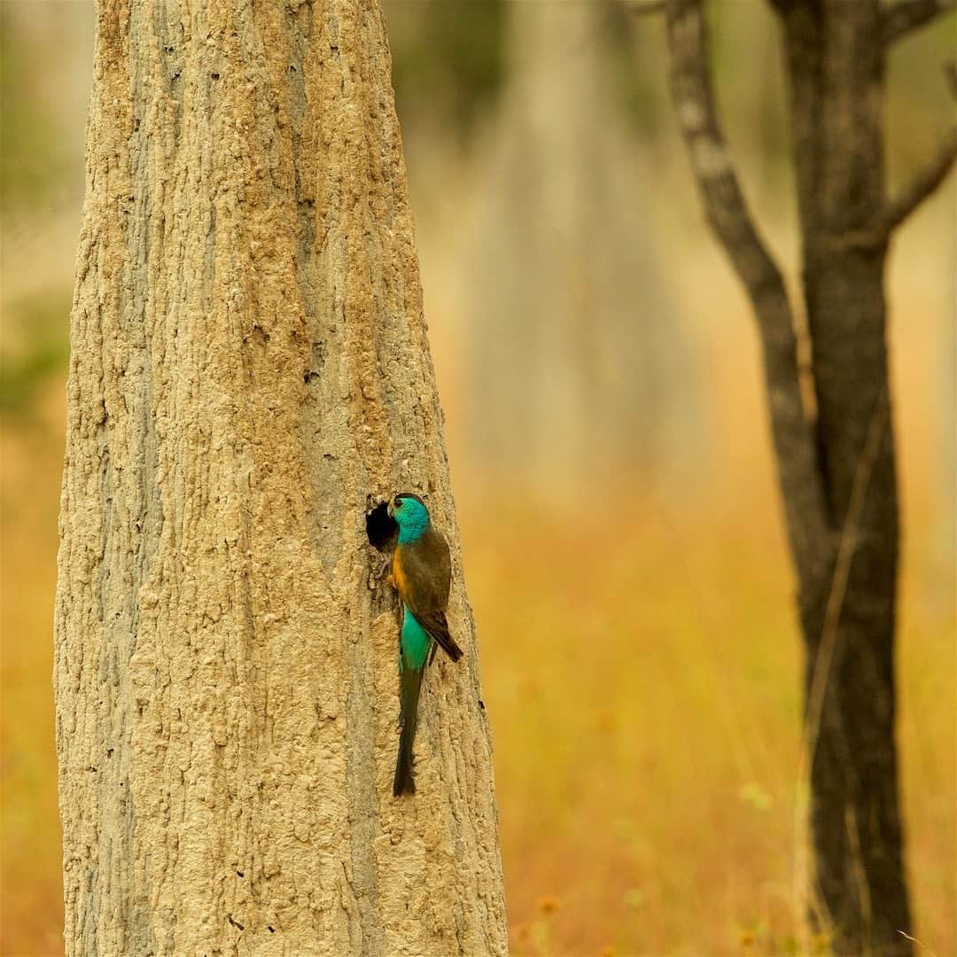 Tim Lamanさんのインスタグラム写真 - (Tim LamanInstagram)「Photos and video by @TimLaman.  A Golden-shouldered Parrot comes in for a landing at its nest opening in the side of a termite mound in Australia.  This is one of the rare and endangered species that I photographed during an expedition some years back up Queensland’s Cape York Peninsula.  Swipe to see the bird on top of a termite mound, and a wider shot where you can get a sense of the scale of these crazy termite mounds.  To capture these images of this rare bird without disturbing it, I set up a blind at a safe distance before sunrise, and used a BIG lens.  Swipe to see the time-lapse video of the setup. - To see and learn more about this shoot, check out my latest “Wildlife Diaries” blog post at the link in bio @TimLaman.  And while you are there, click my newsletter signup to get them in your email.  I hope you will be inspired to learn more about this and other endangered species. - #Goldenshoulderedparrot #parrot #birds #birdphotography #nature #endangeredspecies #queensland #Australia #capeyorkpeninsula  #FramedonGitzo #FrametheExtraordinary #GitzoInspires @GitzoInspires」2月16日 9時01分 - timlaman