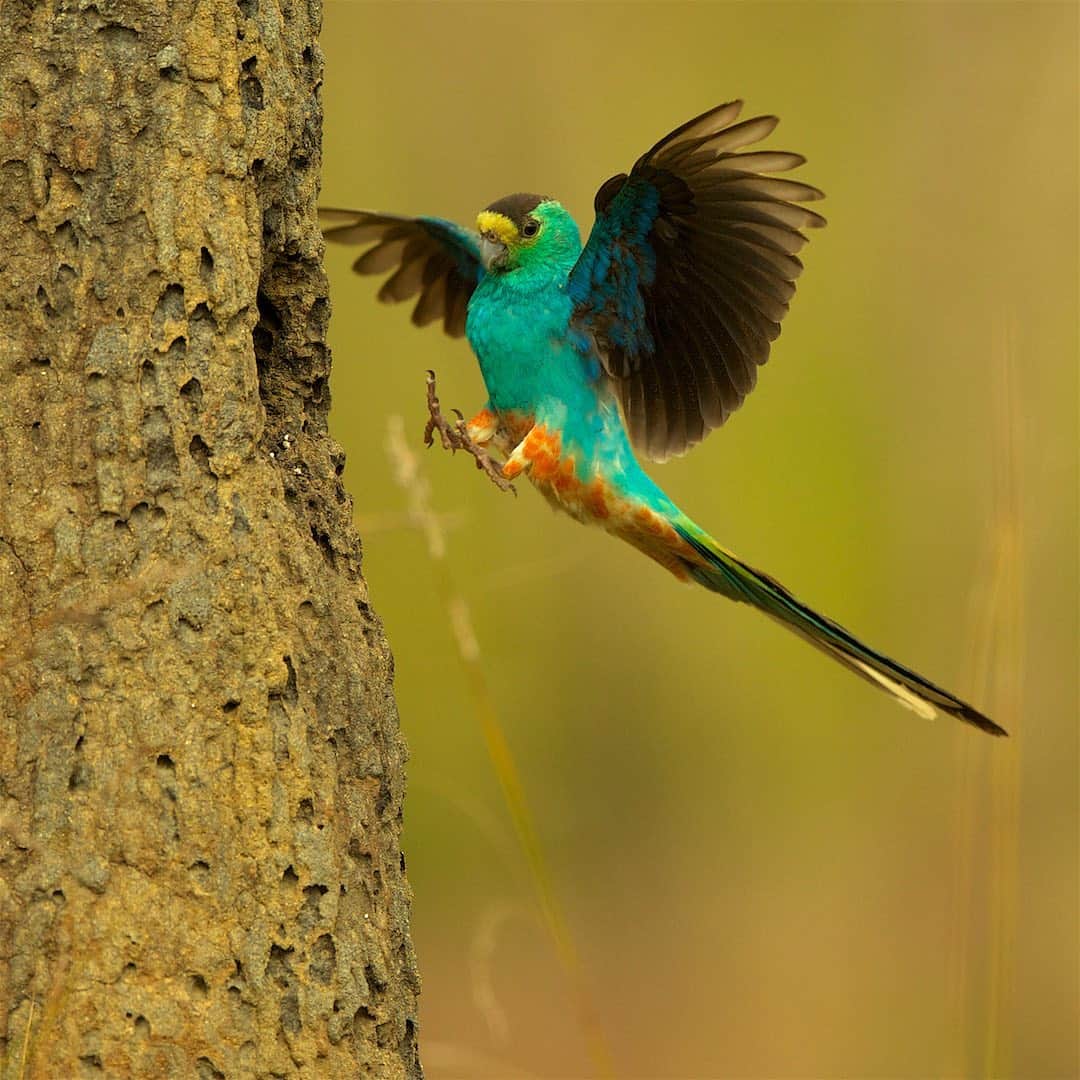 Tim Lamanのインスタグラム：「Photos and video by @TimLaman.  A Golden-shouldered Parrot comes in for a landing at its nest opening in the side of a termite mound in Australia.  This is one of the rare and endangered species that I photographed during an expedition some years back up Queensland’s Cape York Peninsula.  Swipe to see the bird on top of a termite mound, and a wider shot where you can get a sense of the scale of these crazy termite mounds.  To capture these images of this rare bird without disturbing it, I set up a blind at a safe distance before sunrise, and used a BIG lens.  Swipe to see the time-lapse video of the setup. - To see and learn more about this shoot, check out my latest “Wildlife Diaries” blog post at the link in bio @TimLaman.  And while you are there, click my newsletter signup to get them in your email.  I hope you will be inspired to learn more about this and other endangered species. - #Goldenshoulderedparrot #parrot #birds #birdphotography #nature #endangeredspecies #queensland #Australia #capeyorkpeninsula  #FramedonGitzo #FrametheExtraordinary #GitzoInspires @GitzoInspires」